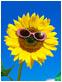 sunflowrs